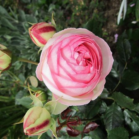 Be My Guest Bed & Breakfast New Plymouth Eksteriør billede