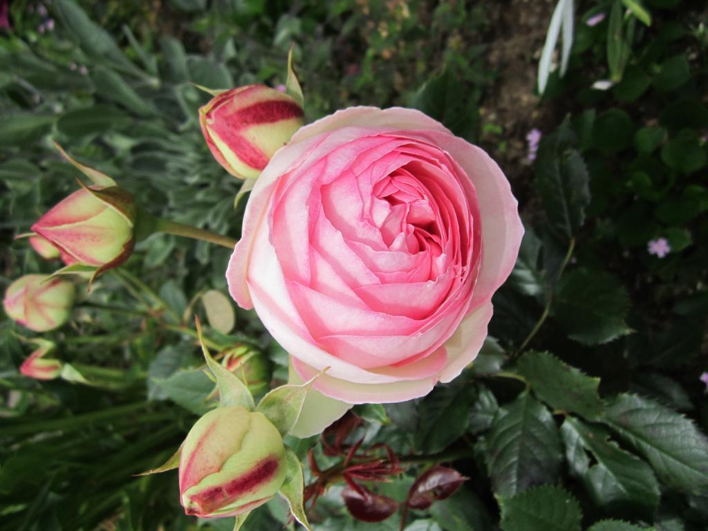 Be My Guest Bed & Breakfast New Plymouth Eksteriør billede
